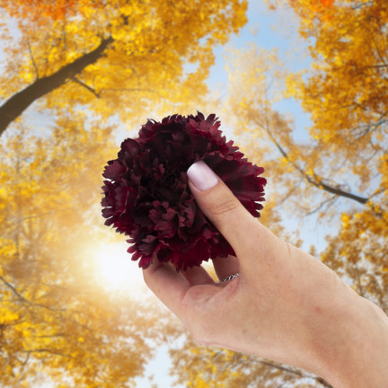 Goździk wyrobowy, główka kwiatowa, jak żywy, bordowy, do stroików