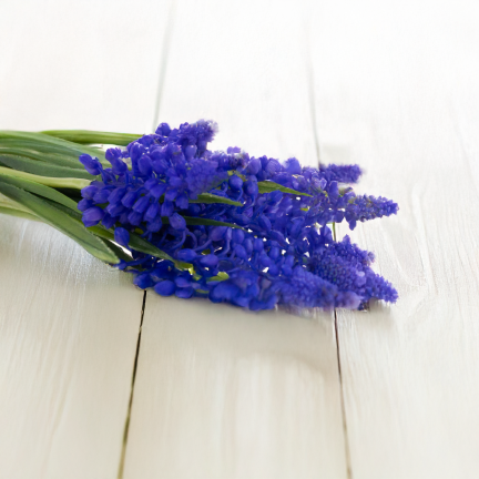 Bukiet sztucznych szafirków wiosennych, gumowe, niebieskie, w bukiecie, realistyczne, 4 gałązki, 28cm