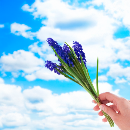 Bukiet sztucznych szafirków wiosennych, gumowe, niebieskie, w bukiecie, realistyczne, 4 gałązki, 28cm