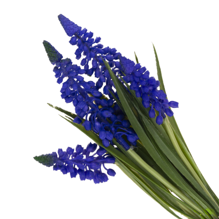 Bukiet sztucznych szafirków wiosennych, gumowe, niebieskie, w bukiecie, realistyczne, 4 gałązki, 28cm