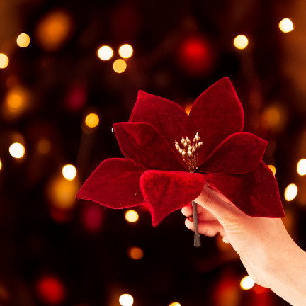 CV34101-6 GWIAZDA BETLEJEMSKA NA PIKU WELURA POINSECJA ŚWIĘTA CHOINKA