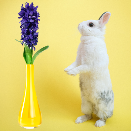 CV34985-3 HIACYNT POJEDYŃCZY