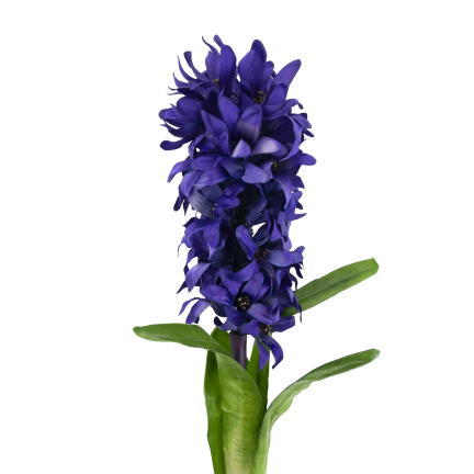 CV34985-3 HIACYNT POJEDYŃCZY