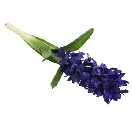 CV34985-3 HIACYNT POJEDYŃCZY