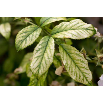 SUM41 HELP PLANT MAGNEZ (MG) 20G