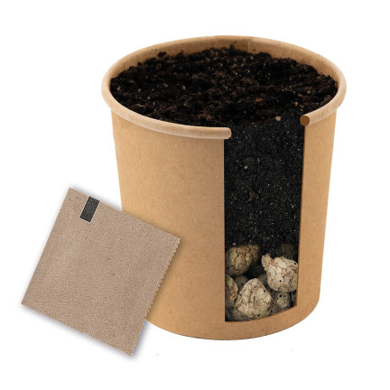 D1232 DRZEWO TLENOWE PAULOWNIA OMSZONA TORAF