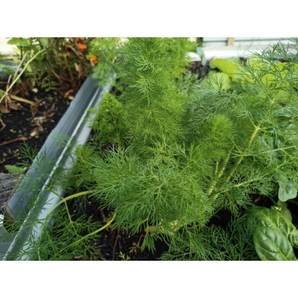 W1093 KOPER NASIONA KOPRU OGRODOWY KREZUS WCZESNY DO KISZENIA 5G