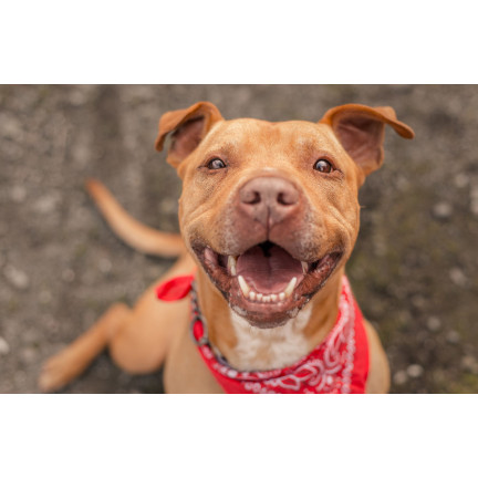 TG63396 GRYZAK DENTYSTYCZNY DLA PSA SZCZOTKA DO ZĘBÓW USUWA KAMIEŃ ZABAWKA