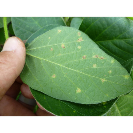 SUM49 PROPLANT 722 SL 100ML