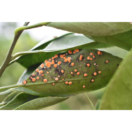 SUM34 KLOZER & CARBOGEN L 2x20ml OWADOBÓJCZY OPUCHLAK PĘDRAKI DRUTOWCE