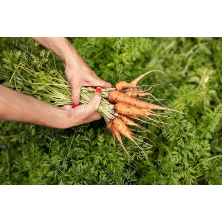 W1109 MARCHEW NASIONA MARCHWI PIERWSZY ZBIÓR B. WCZESNA MARCHEWKI SOCZYSTA NA SOK