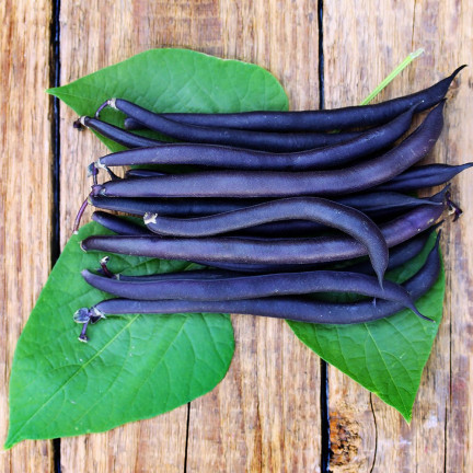 W6991 FASOLA SZPARAGOWA KARŁOWATA PURPLE TEEPEE NASIONA WARZYW FASOLI 30G