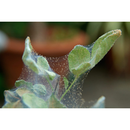 SUM30 KARATE GOLD 20ML