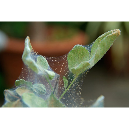 SUM45 ŚRODEK ORTUS 05 SC 15ML NA PRZĘDZIORKA