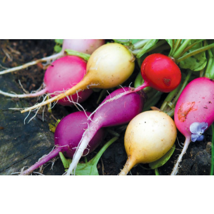 T8024 RZODKIEWKA NASIONA MIX ODMIAN TAŚMA NASIENNA 6M MIESZANKA KOLOROWA