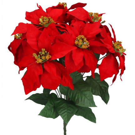CV06742-2 GWIAZDA BETLEJEMSKA CZERWONA BUKIET X5