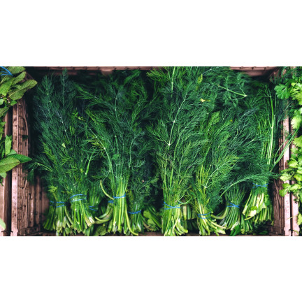 W1093 KOPER NASIONA KOPRU OGRODOWY KREZUS WCZESNY DO KISZENIA 5G