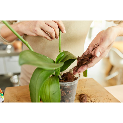 BIO8 NATURALNE PODŁOŻE ZIEMIA DO STORCZYKÓW ORCHIDEI 3L BIOVITA