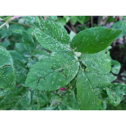 SUM30 KARATE GOLD 20ML