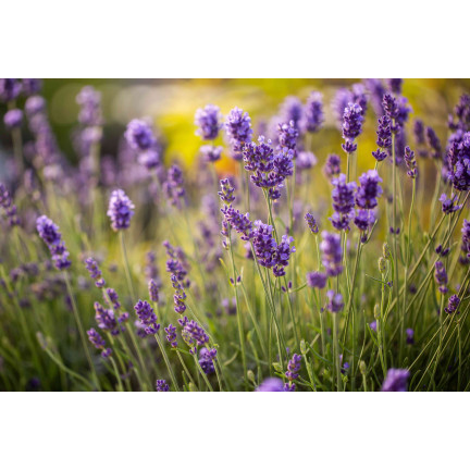 SUM13 NAWÓZ DO LAWENDY 1KG OPTYMALNY SKŁAD