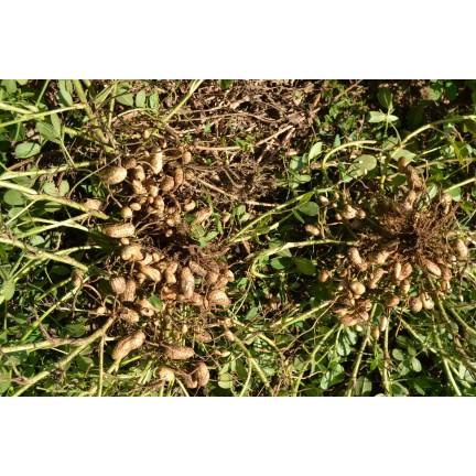 W6137 ORZECH ZIEMNY 5SZT.