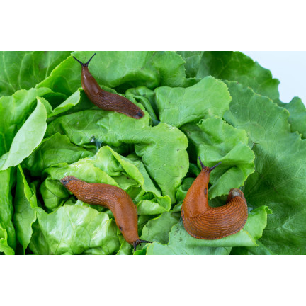 SUM22 ŚRODEK NA ŚLIMAKI PREPARAT TRUTKA NIEBIESKIE GRANULKI SUMIN MOLUFRIES 1KG