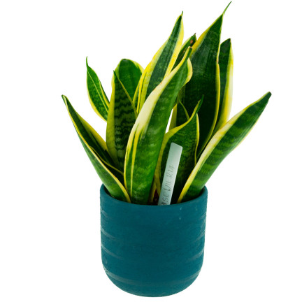 TG60608 ETYKIETY TABLICZKI DO OPISYWANIA ROŚLIN NASION SADZONEK ZNACZNIKI 10SZT/KPL