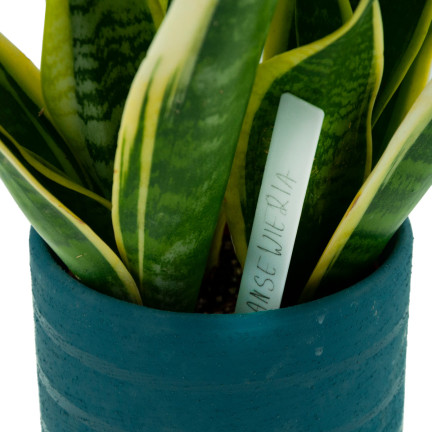 TG60608 ETYKIETY TABLICZKI DO OPISYWANIA ROŚLIN NASION SADZONEK ZNACZNIKI 10SZT/KPL