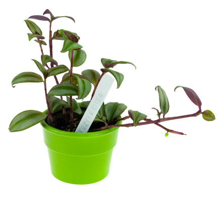 TG60608 ETYKIETY TABLICZKI DO OPISYWANIA ROŚLIN NASION SADZONEK ZNACZNIKI 10SZT/KPL