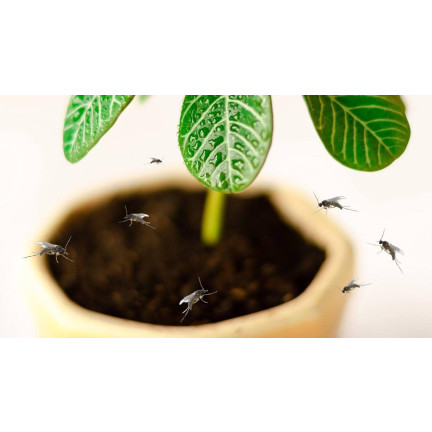 SUM19 NEEMAZAL 5ML PREPARAT NA ZIEMIÓRKI