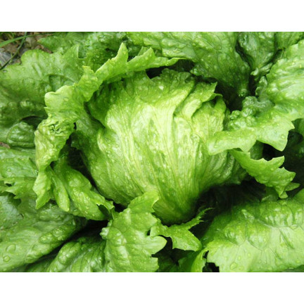 W1212 SAŁATA KRUCHA LODOWA KRÓLOWA LATA WCZESNA NASIONA SAŁATY WARZYW 1G