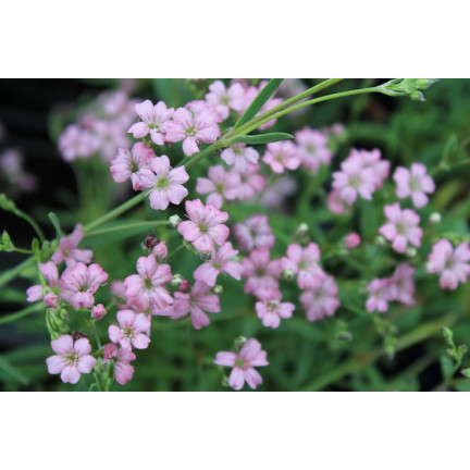 R4591 GIPSÓWKA WYTWORNA RÓŻOWA 1G NASIONA KWIATÓW JEDNOROCZNA