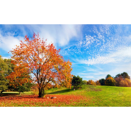 SUM67 NAWÓZ SUMIN DO TRAWNIKÓW JESIENNY 5KG OPTYMALNY SKŁAD