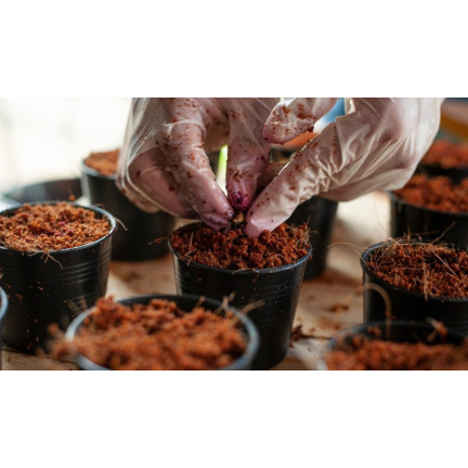 BIO16 BIOVITA COCO PEAT WŁÓKNO KOKOSOWE PODŁOŻE ROZLUŹNIONE 0-10MM 5L