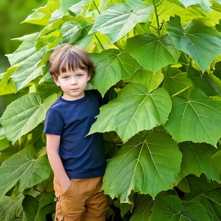 D1232 DRZEWO TLENOWE PAULOWNIA OMSZONA TORAF