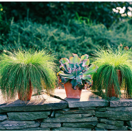SUM27 NAWÓZ DO TRAW OZDOBNYCH SUMIN 1KG