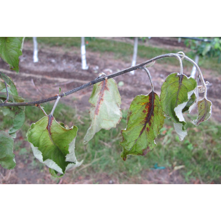 SUM20 MIEDZIAN EKSTRA 350 SC 10ML