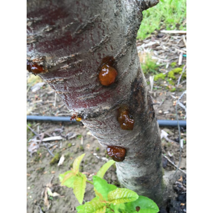 SUM20 MIEDZIAN EKSTRA 350 SC 10ML