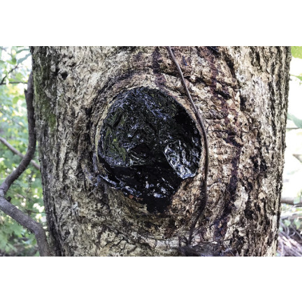 SUM24 MAŚĆ OGRODNICZA P-13 AA 60G SZCZEPIENIE I CIĘCIE