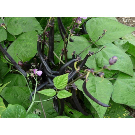 W6991 FASOLA SZPARAGOWA KARŁOWATA PURPLE TEEPEE NASIONA WARZYW FASOLI 30G