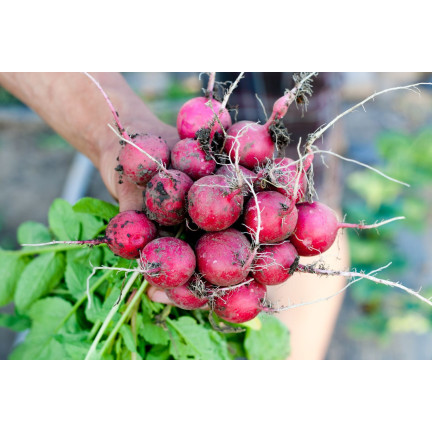 W1194 RZODKIEWKA NASIONA RZODKIEWKI CARMEN CZERWONA WCZESNA ŁAGODNA NIE PARCIEJE 10G