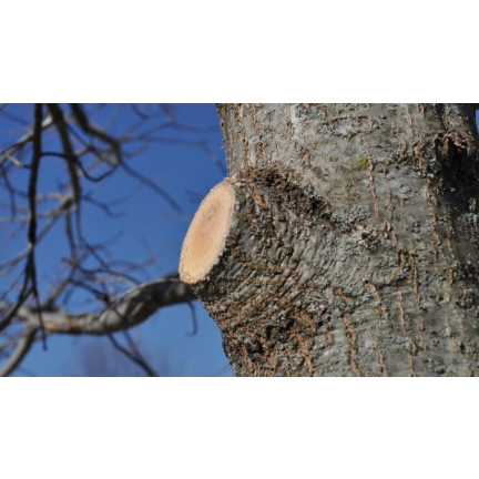 SUM24 MAŚĆ OGRODNICZA P-13 AA 60G SZCZEPIENIE I CIĘCIE