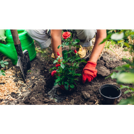 Ziemia do róż, podłoże do przesadzania kwiatów, specjalistyczne, z perlitem, Biovita 20l