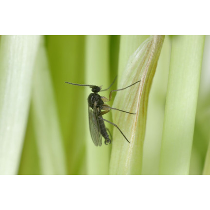 SUM19 NEEMAZAL 5ML PREPARAT NA ZIEMIÓRKI