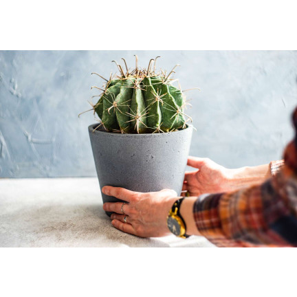 BIO10 PODŁOŻE ZIEMIA DO KAKTUSÓW I SUKULENTÓW ALOESU PRZEPUSZCZALNA 5L