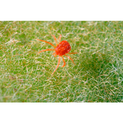 SUM45 ŚRODEK ORTUS 05 SC 15ML NA PRZĘDZIORKA