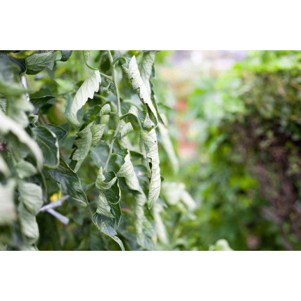 SUM39 HELP PLANT MIEDŹ (CU) 20ML