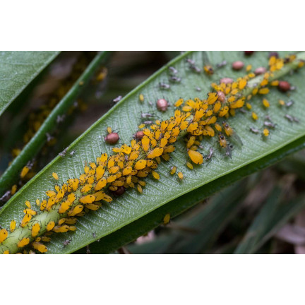 SUM30 KARATE GOLD 20ML