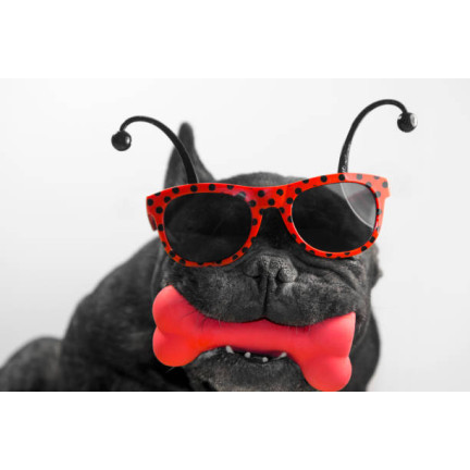 TG56080 GRYZAK KOŚĆ GUMOWA DLA PSA PSÓW ZABAWKA APORTOWA PISZCZĄCA PISZCZAŁKA