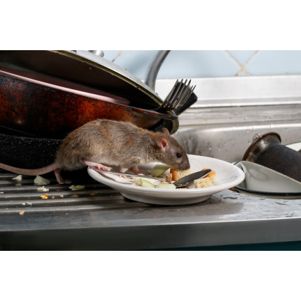 SUM62 SUMIN TRUTKA GRANULOWANA 25PPM 120G GRANULAT NA MYSZY GRYZONIE